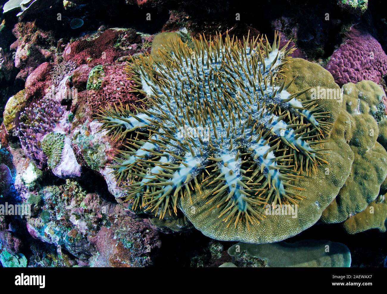 Crown of thorns starfish (Acanthaster planci) feeds polyps of a stone coral, Yap, Mikronesia Stock Photo