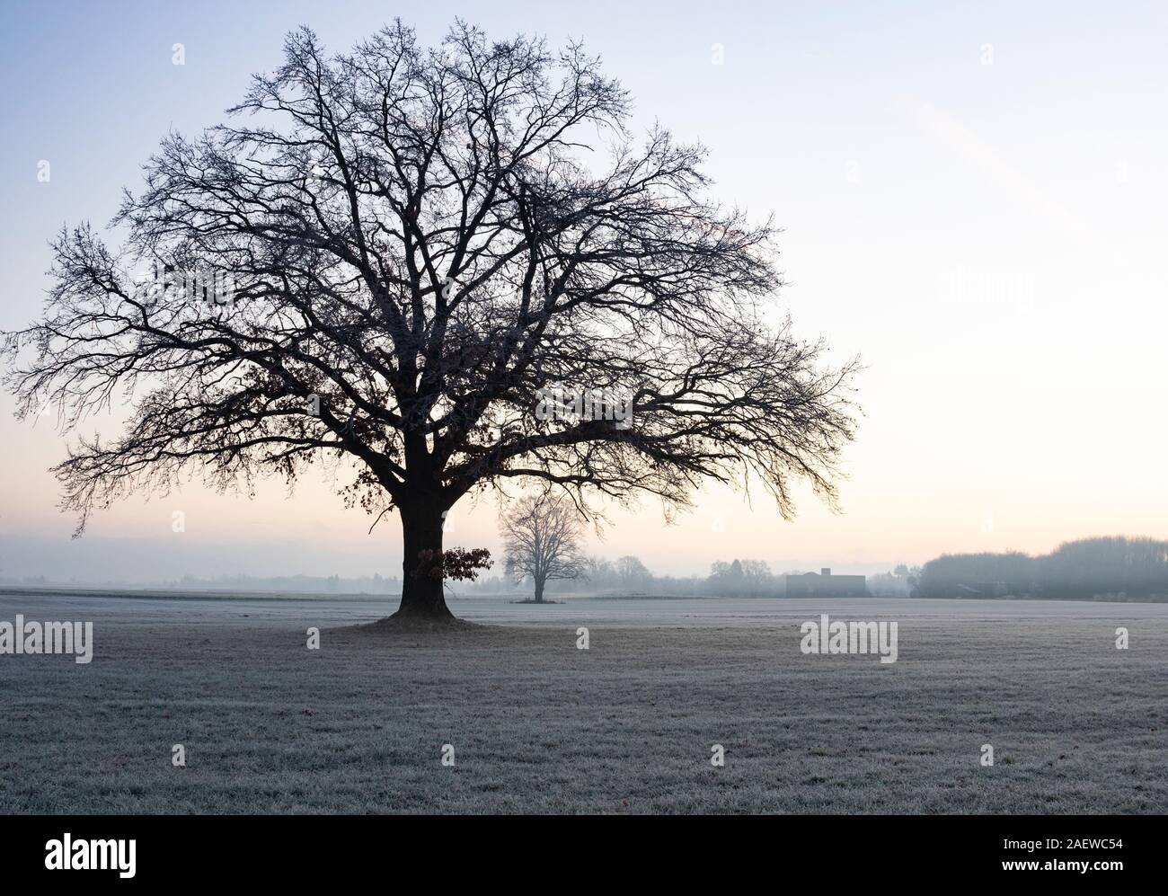 Old oak tree isolated hi-res stock photography and images - Alamy