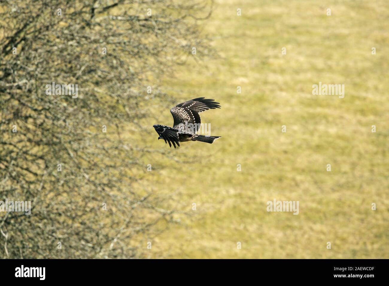 Black kite Milvus migrans juvenile in flight at Gigrin Farm kite