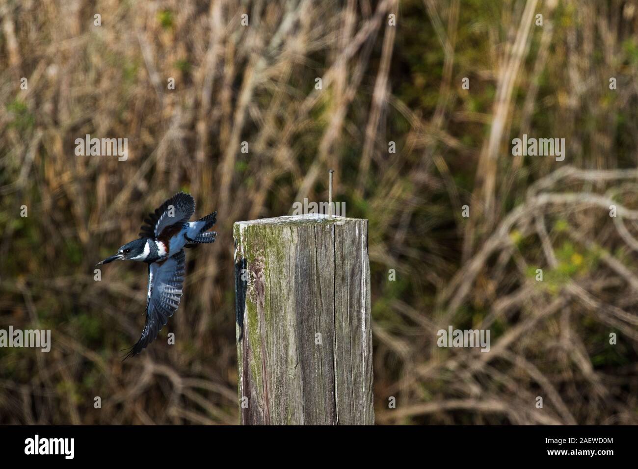 Belted kingfisher Ceryle alcyon taking off from fence post beside water channel, Anahuac National Wildlife Refuge, Texas, USA, December 2017 Stock Photo