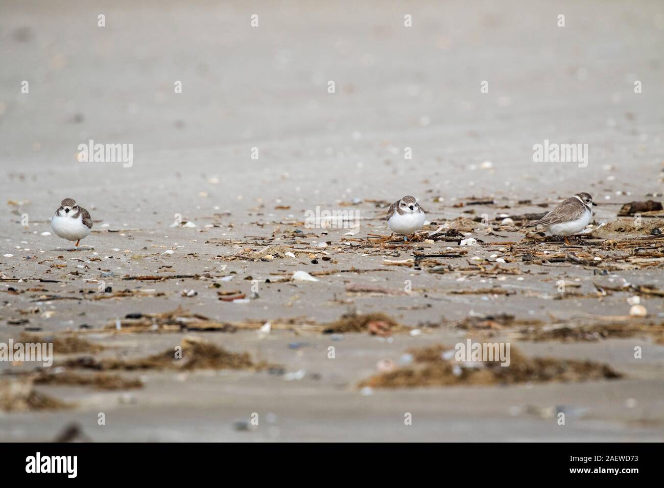 Piping plover Charadrius melodus resting on the beach at Bolivar Flats Shorebird Sanctuary, Bolivar Peninsula, Texas, USA, December 2017 Stock Photo