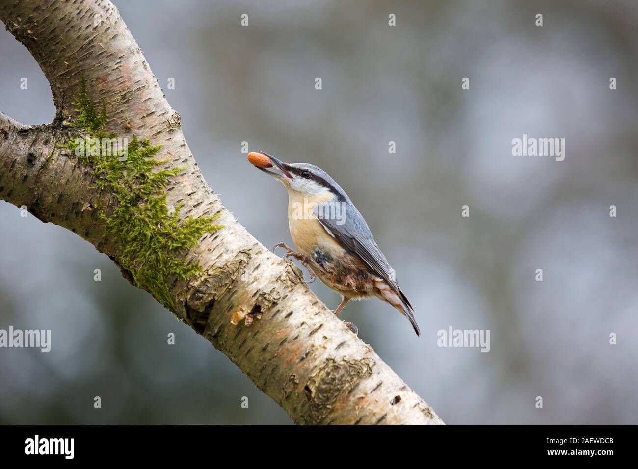 Eurasian nuthatch Sitta europaea with a peanut, perched on Silver birch Betula pendula in a garden, Crow, Ringwood, Hampshire, England, UK, March 2018 Stock Photo