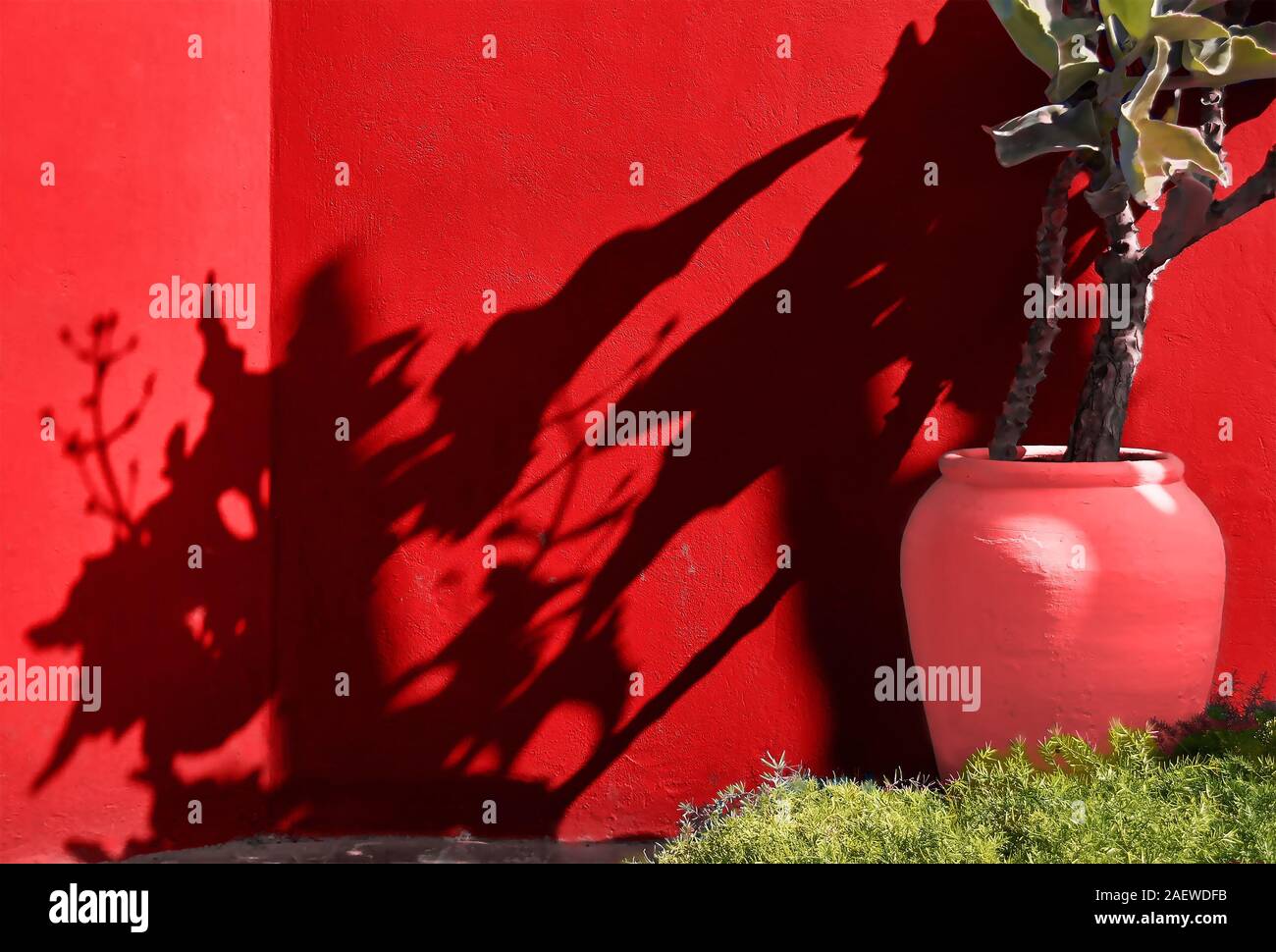 Flowerpot with tropical plant on the background of bright wall Stock Photo