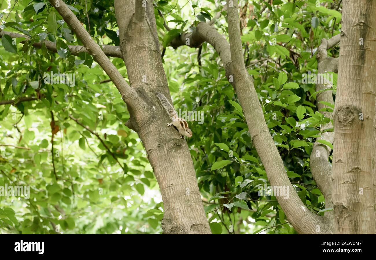 A striped rodents marmots chipmunks squirrel (Sciuridae arboreal