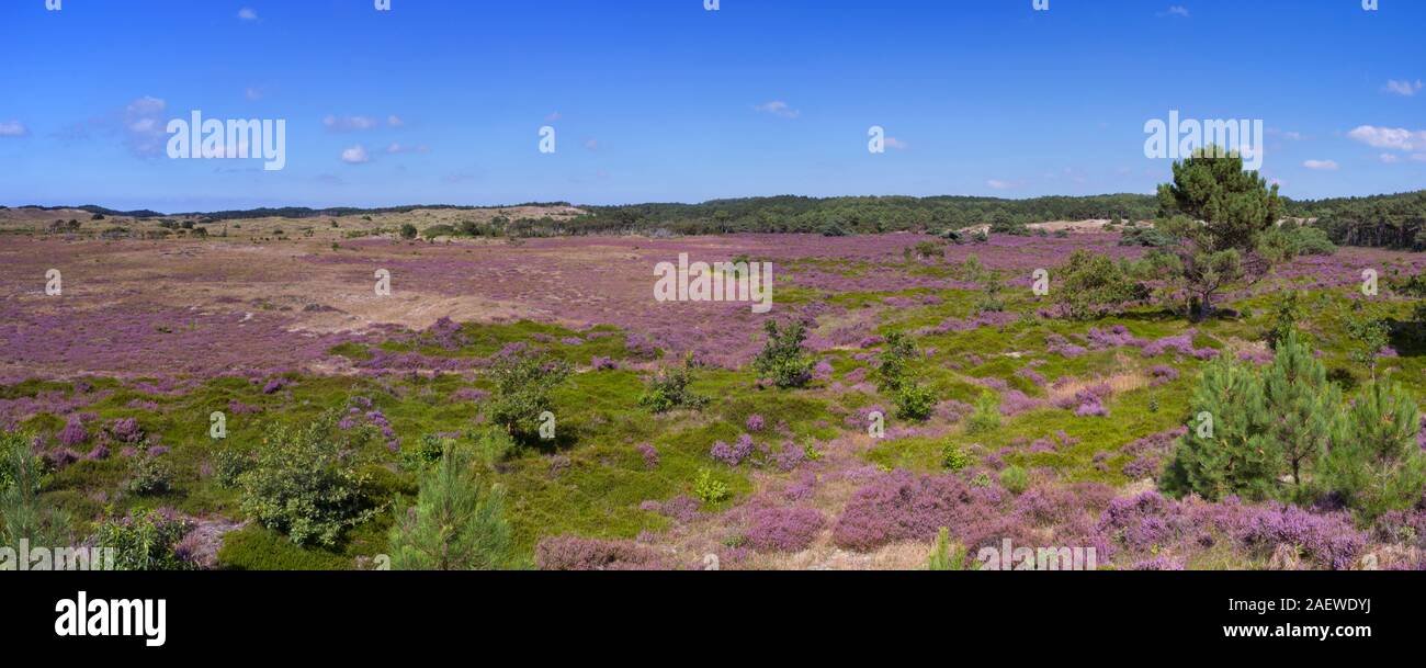 Blooming heather fields in the dunes of Schoorl in The Netherlands on a sunny day. Stock Photo