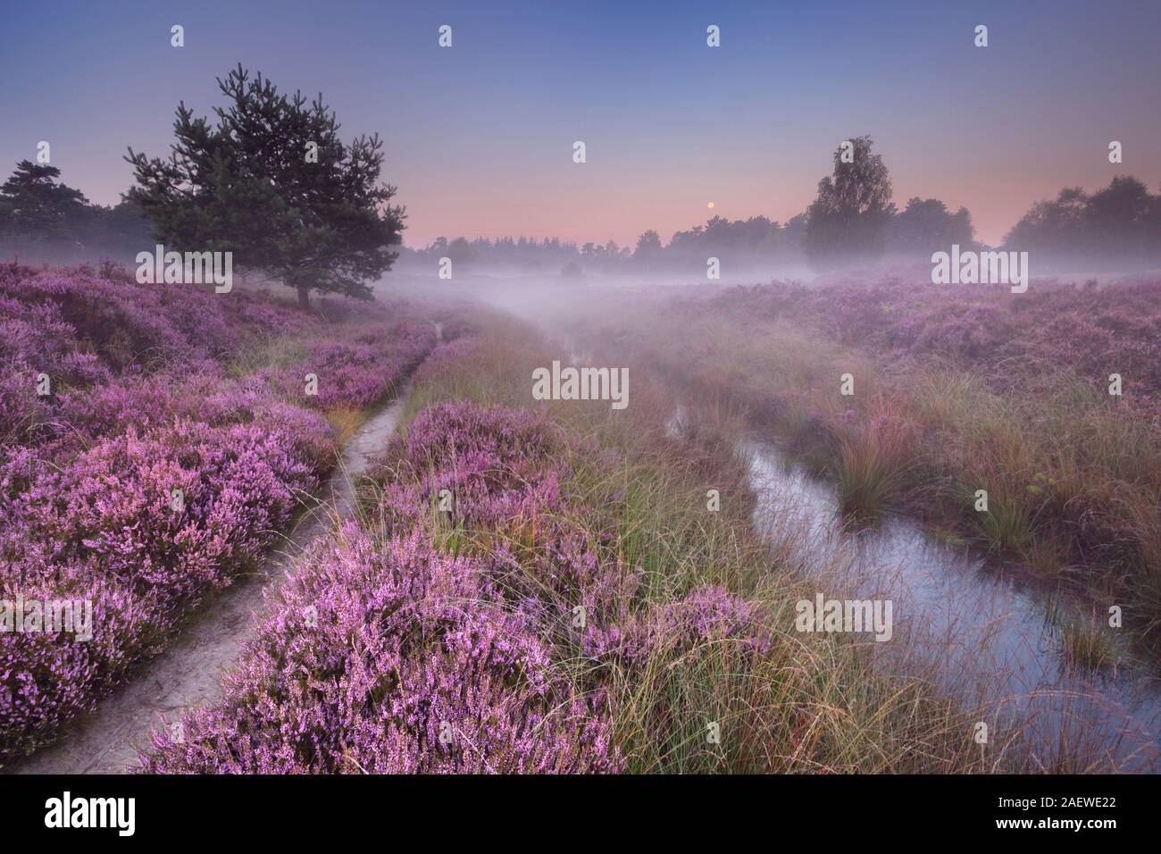 Path through blooming heather on a foggy morning at dawn, photographed in The Netherlands. Stock Photo