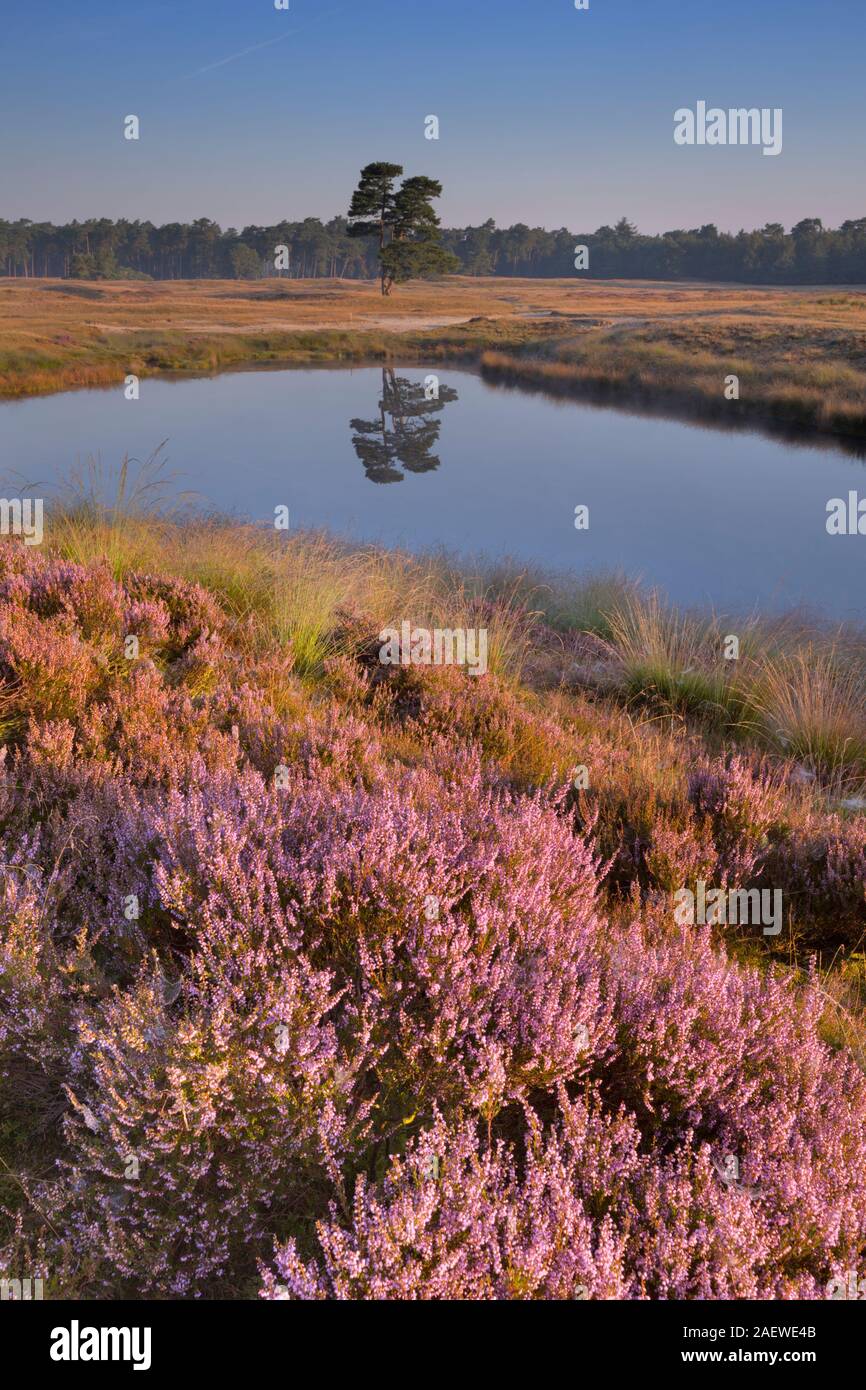 Blooming heather along a lake in The Netherlands, photographed at sunrise. Stock Photo