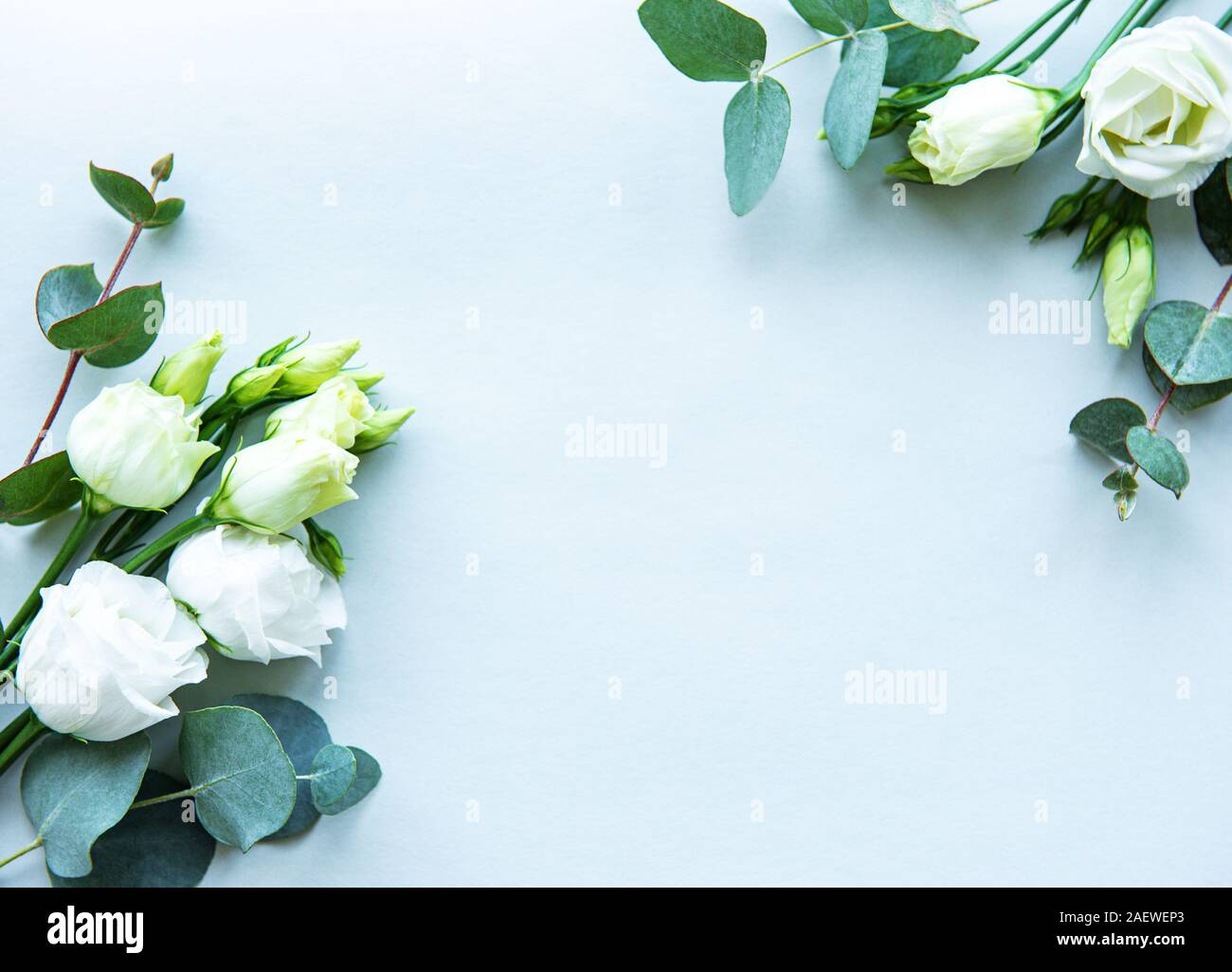 Bạn muốn tìm kiếm một bức hình đẹp cho đám cưới của mình? Hãy xem hình ảnh hoa thiên điểu trắng và cây bạch đàn trên nền xanh nhạt. Với vẻ đẹp tuyệt đẹp, bức hình này chắc chắn sẽ làm bạn hài lòng và tạo ra một không gian đầy lãng mạn.