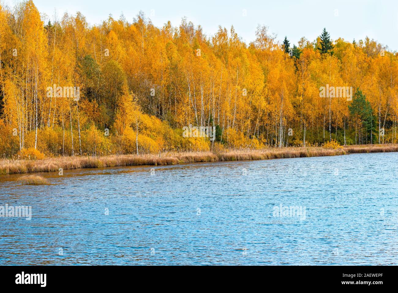 Golden trees along lake hi-res stock photography and images - Alamy