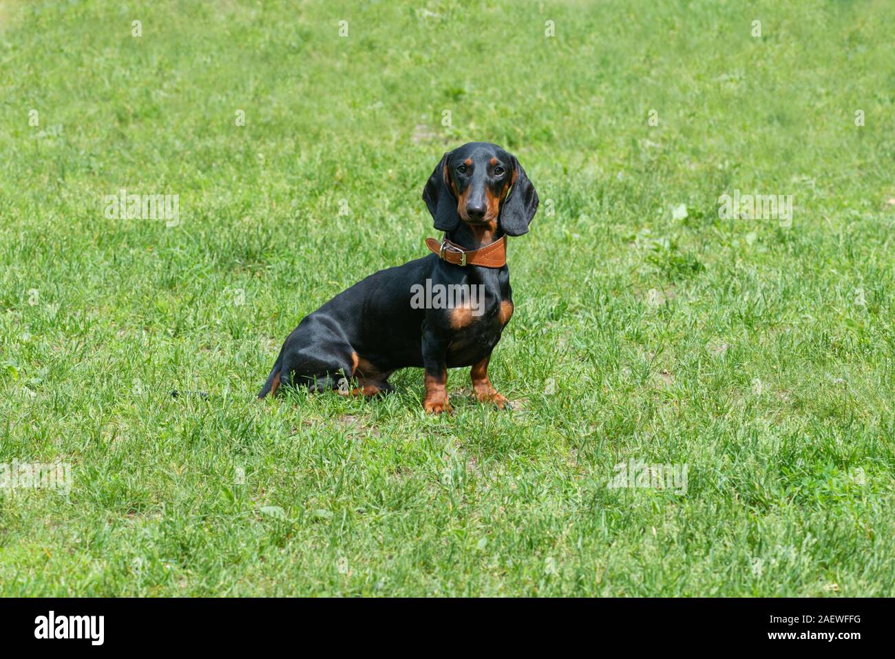 Black dachshund puppy sitting outside green grass background Stock Photo