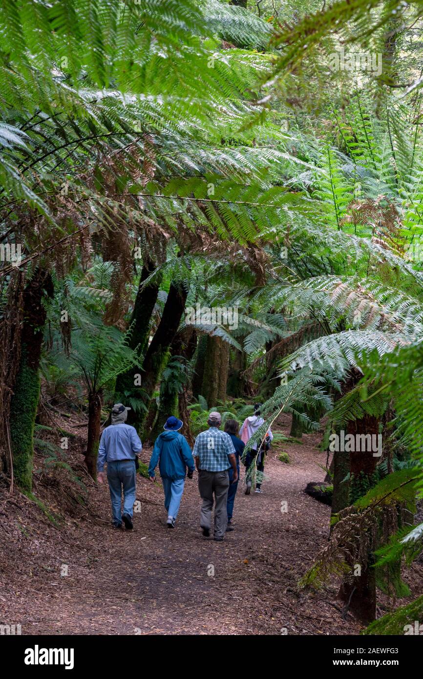 Group walking on nature trail in St Columba Falls State Reserve, Tasmania, Australia. Stock Photo