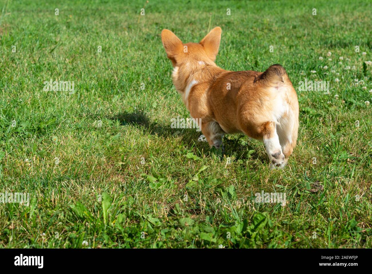 Pembroke Welsh Corgi puppy stands back on the grass background Stock Photo