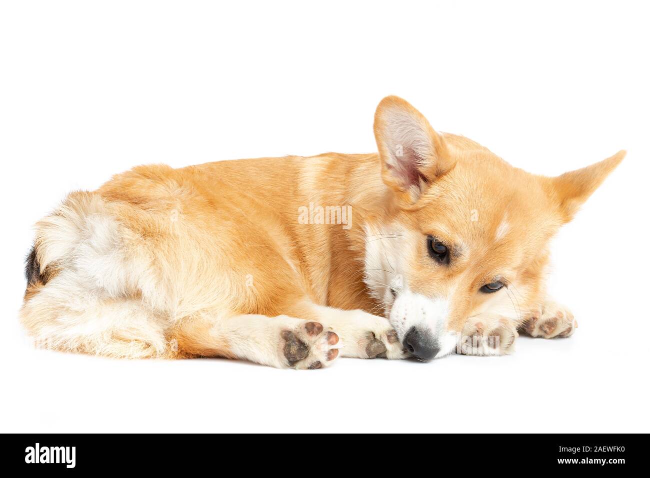 Pembroke Welsh Corgi puppy isolated white background Stock Photo - Alamy