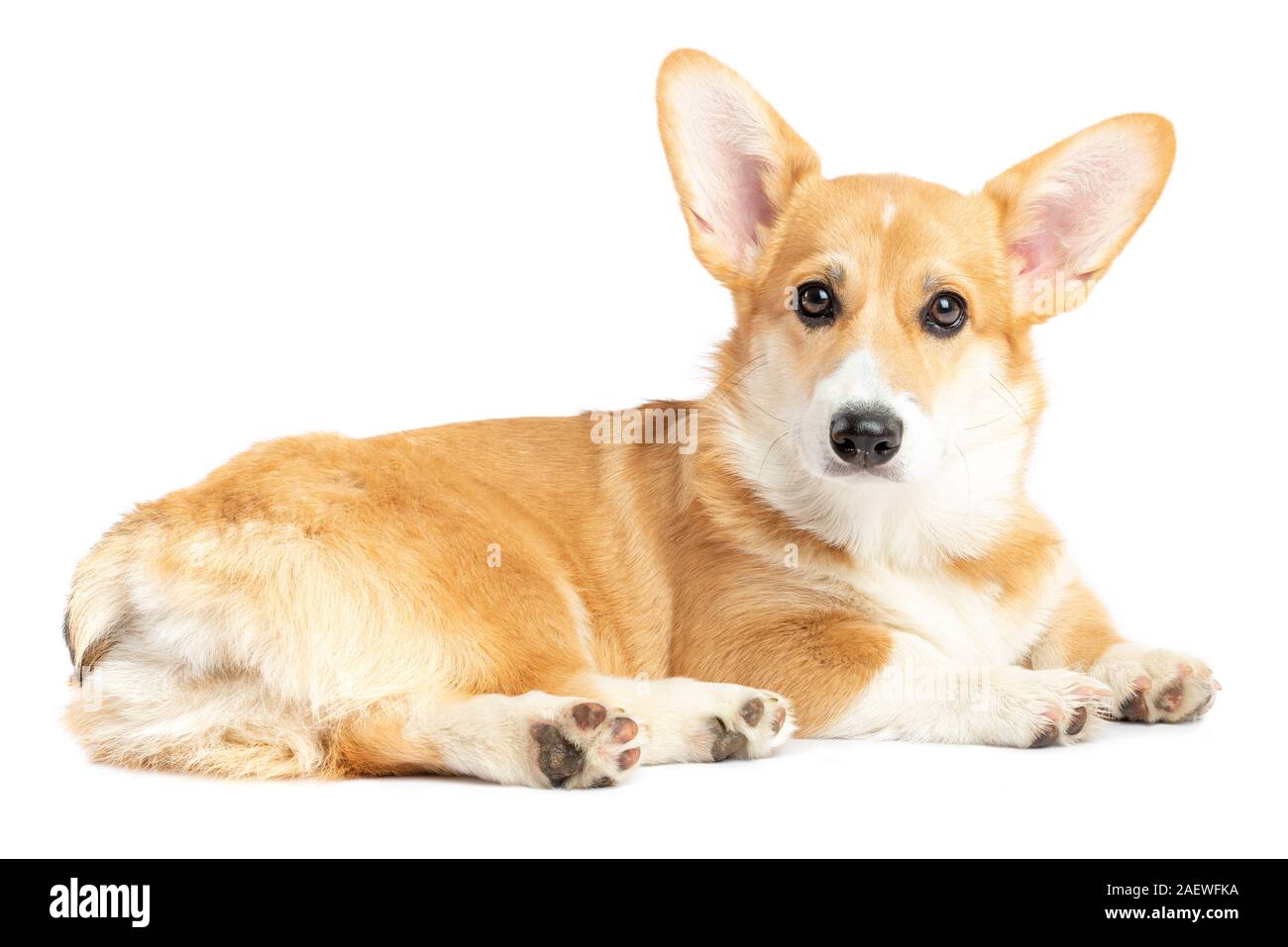 Pembroke Welsh Corgi puppy isolated white background Stock Photo - Alamy