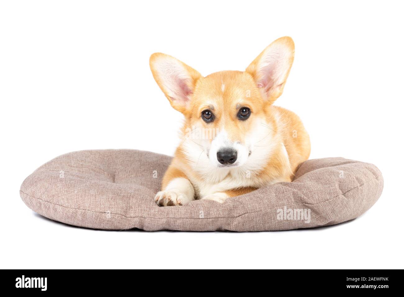 Pembroke Welsh puppy in a dog bed isolated white background Stock
