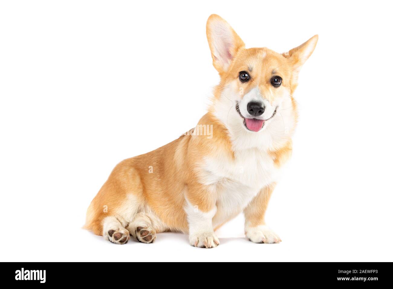 Pembroke Welsh Corgi puppy isolated white background Stock Photo - Alamy