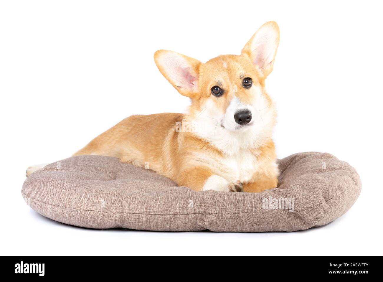 corgi bed