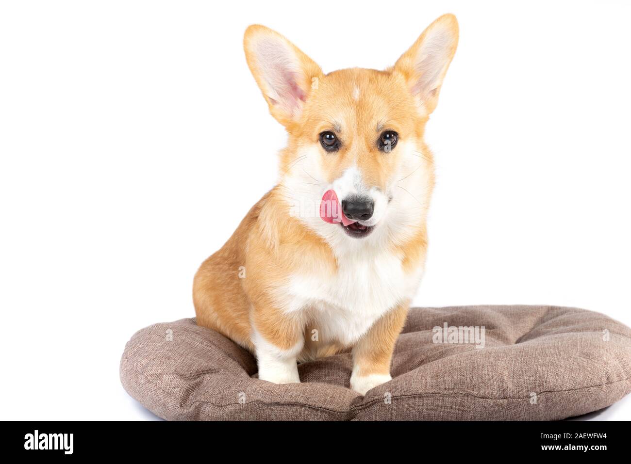 Pembroke Welsh puppy in a dog bed isolated white background Stock
