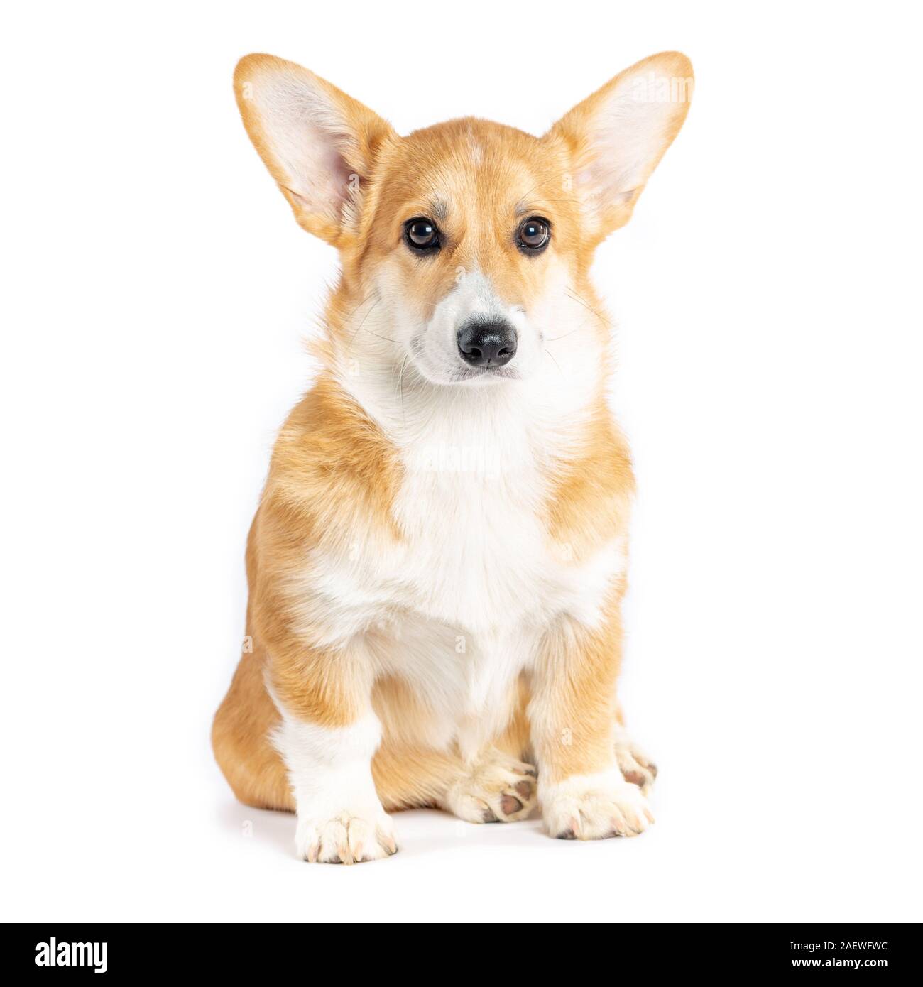 Pembroke Welsh Corgi puppy isolated white background Stock Photo - Alamy