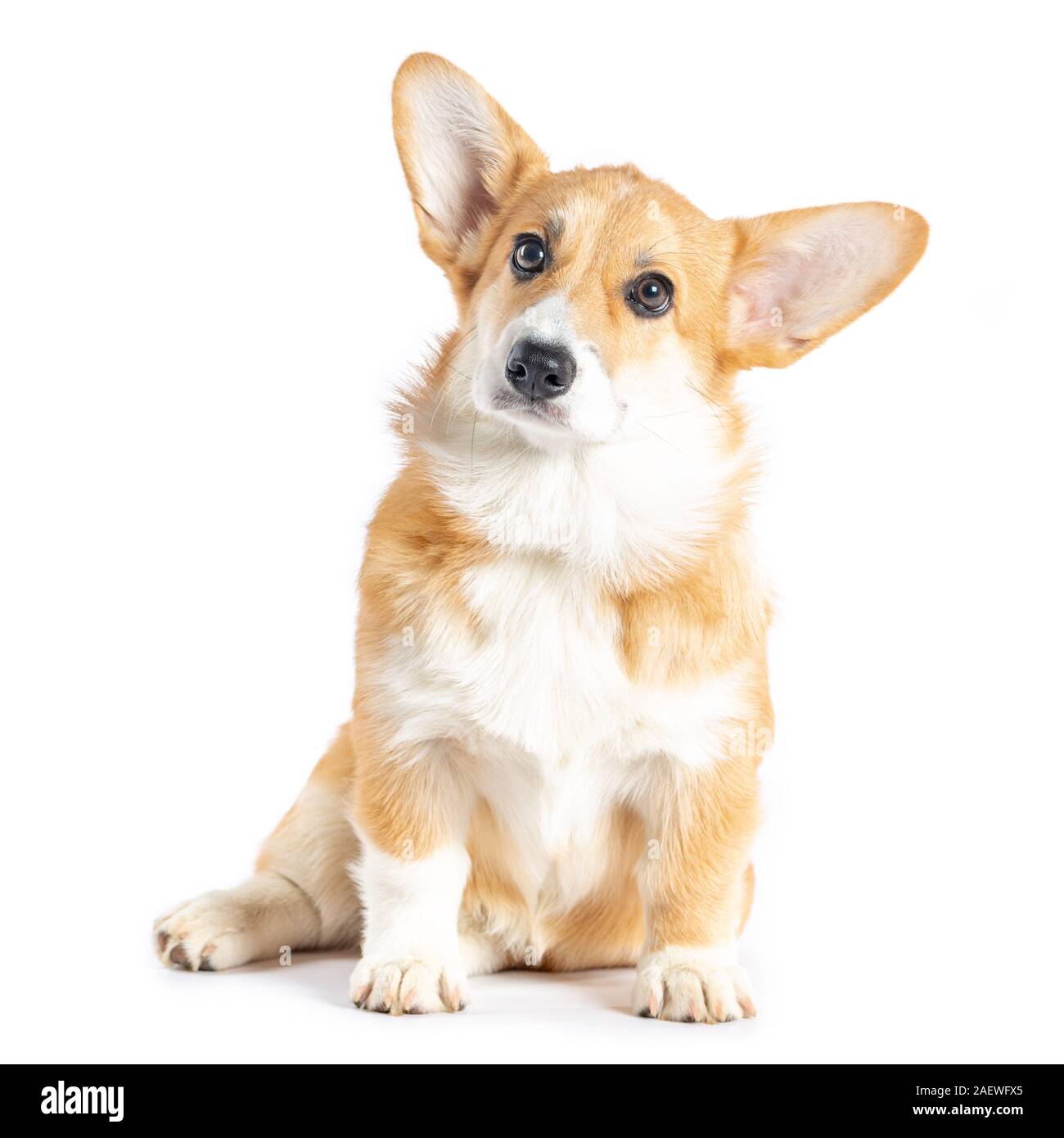 Pembroke Welsh Corgi puppy isolated white background Stock Photo - Alamy