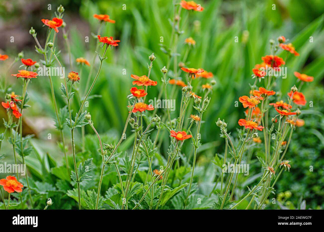 Geum coccineum in the spring garden. Red blooming flowers Geum aleppicum on a green background. Floral background Stock Photo