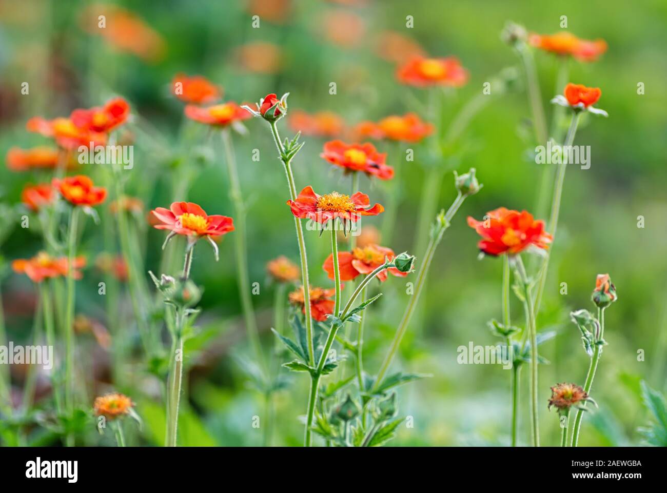 Geum coccineum in the spring garden. Red blooming flowers Geum aleppicum on a green background. Close up. Stock Photo