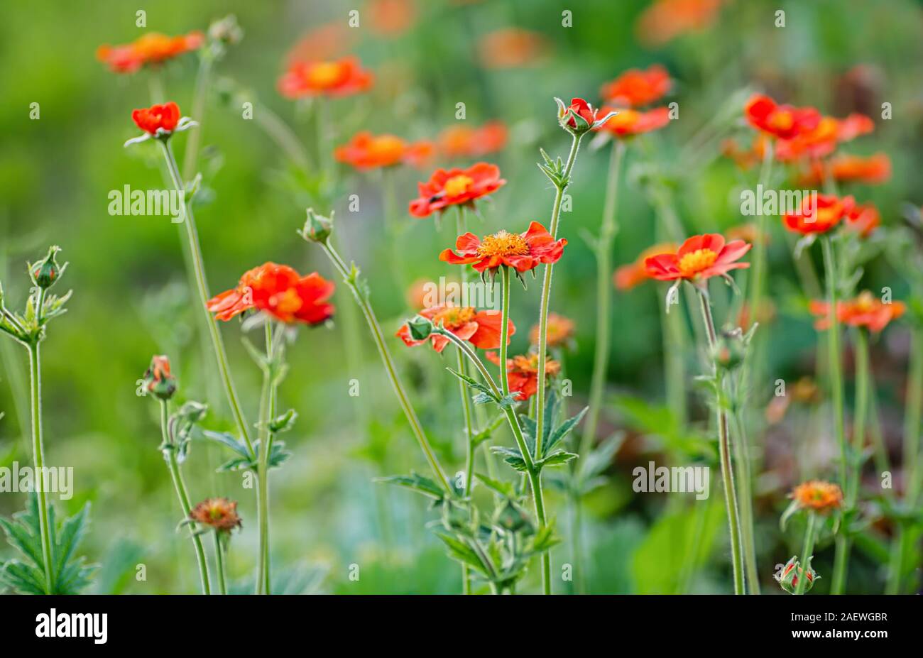 Geum coccineum in the spring garden. Red flowers of blooming Geum aleppicum. Floral background. Close-up. Stock Photo
