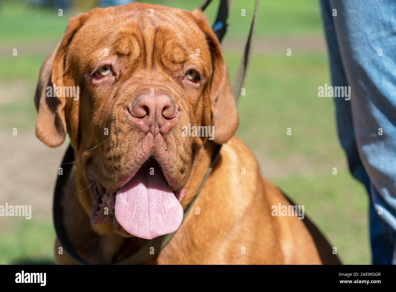 French mastiff (bordeauxdog) puppy uncropped ear stands sunny day Stock Photo