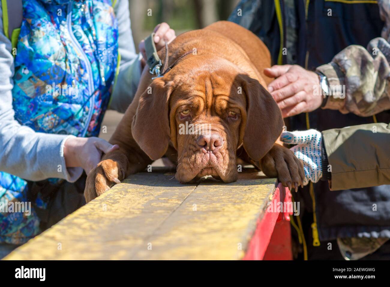 French mastiff (bordeauxdog) puppy uncropped ear on boom Stock Photo