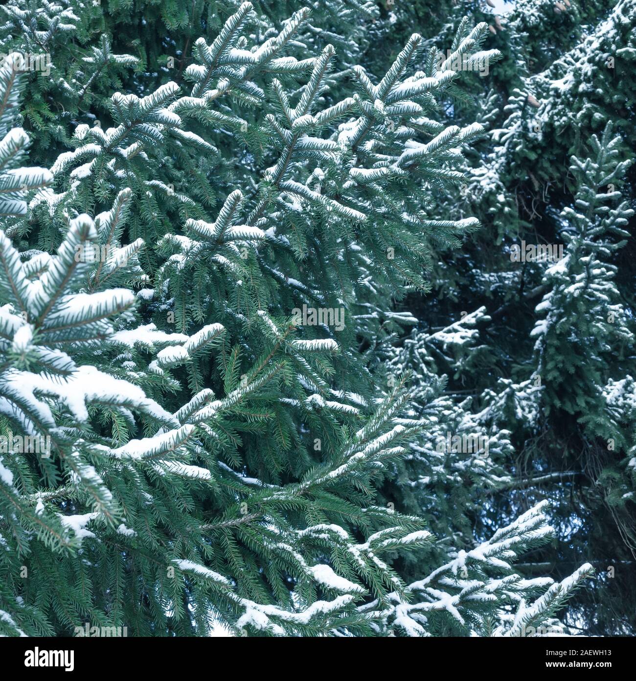 Spruce tree branches with snow, square winter background photo Stock Photo