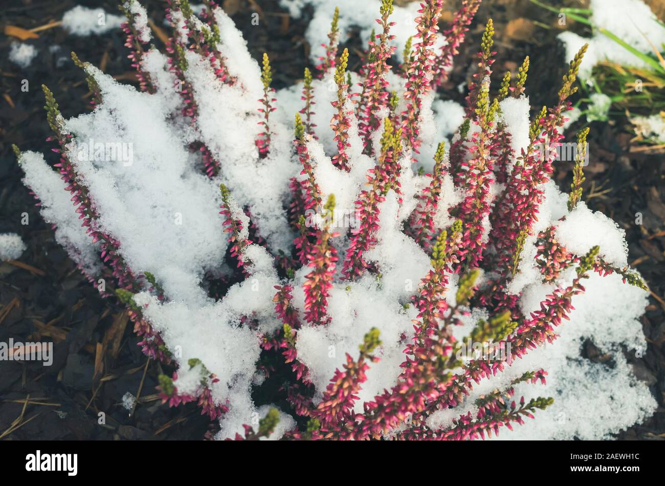 Red heather flowers covered with snow, natural macro photo. Calluna vulgaris known as common heather, ling, or simply heather Stock Photo