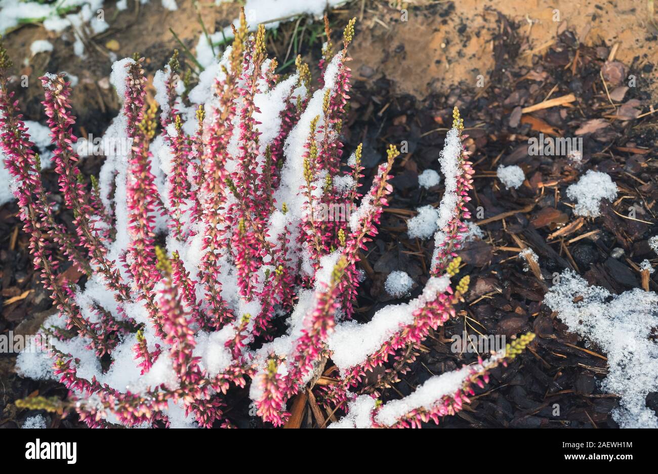 Purple heather flowers covered with snow, natural macro photo. Calluna vulgaris known as common heather, ling, or simply heather Stock Photo