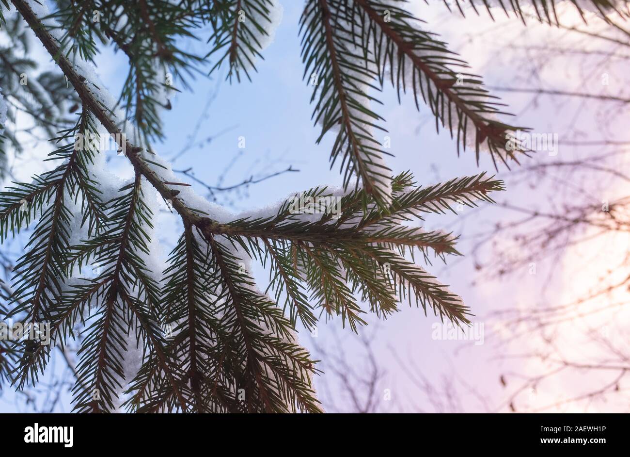 Spruce tree branch with snow under blue cloudy sky, natural winter photo Stock Photo