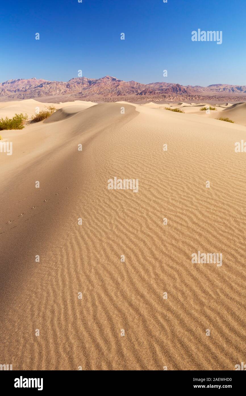 The Mesquite Flat Sand Dunes in Death Valley National Park, California, USA. Stock Photo