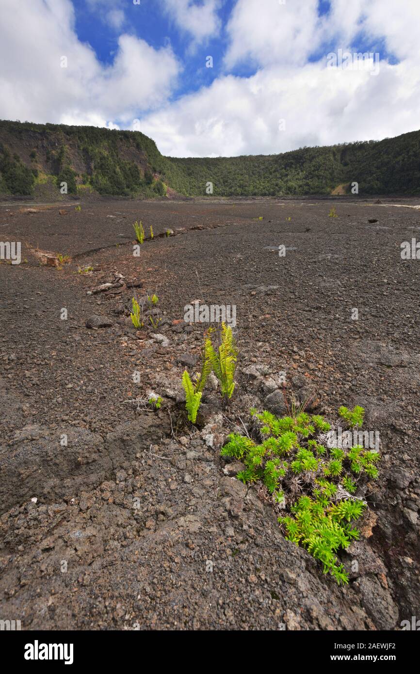 Crater floor of the Kilauea Iki crater in Volcanoes National Park in Big Island Hawaii, USA. Stock Photo