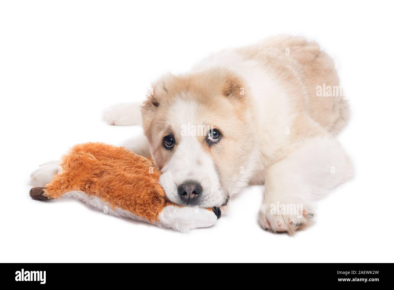 Asian toy dog sale