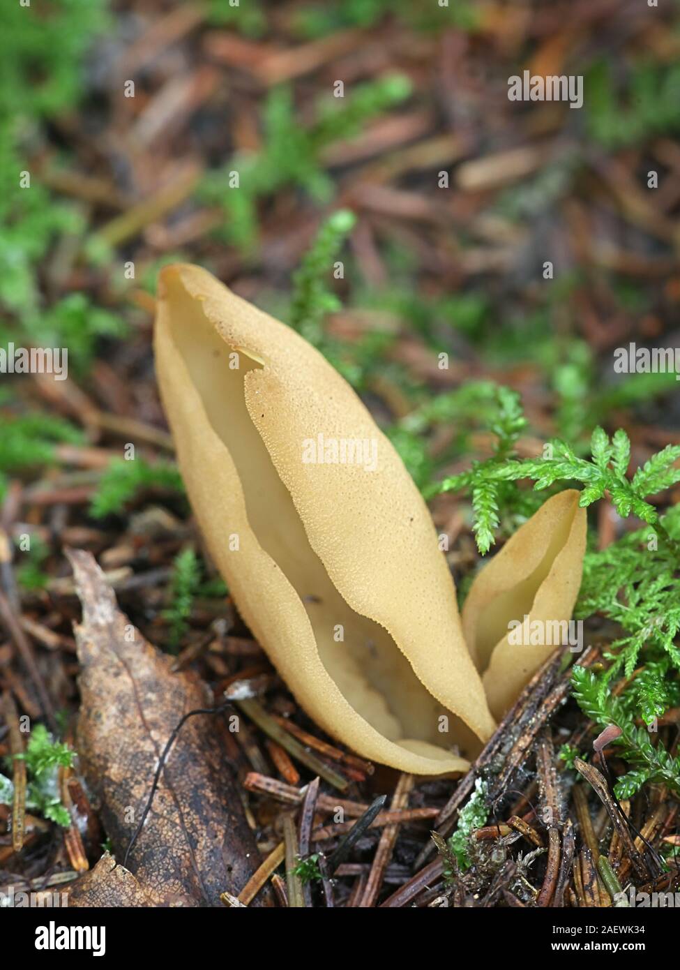 Otidea tuomikoskii, known as a Split goblet or rabbit ear fungus, growing wild in Finland Stock Photo