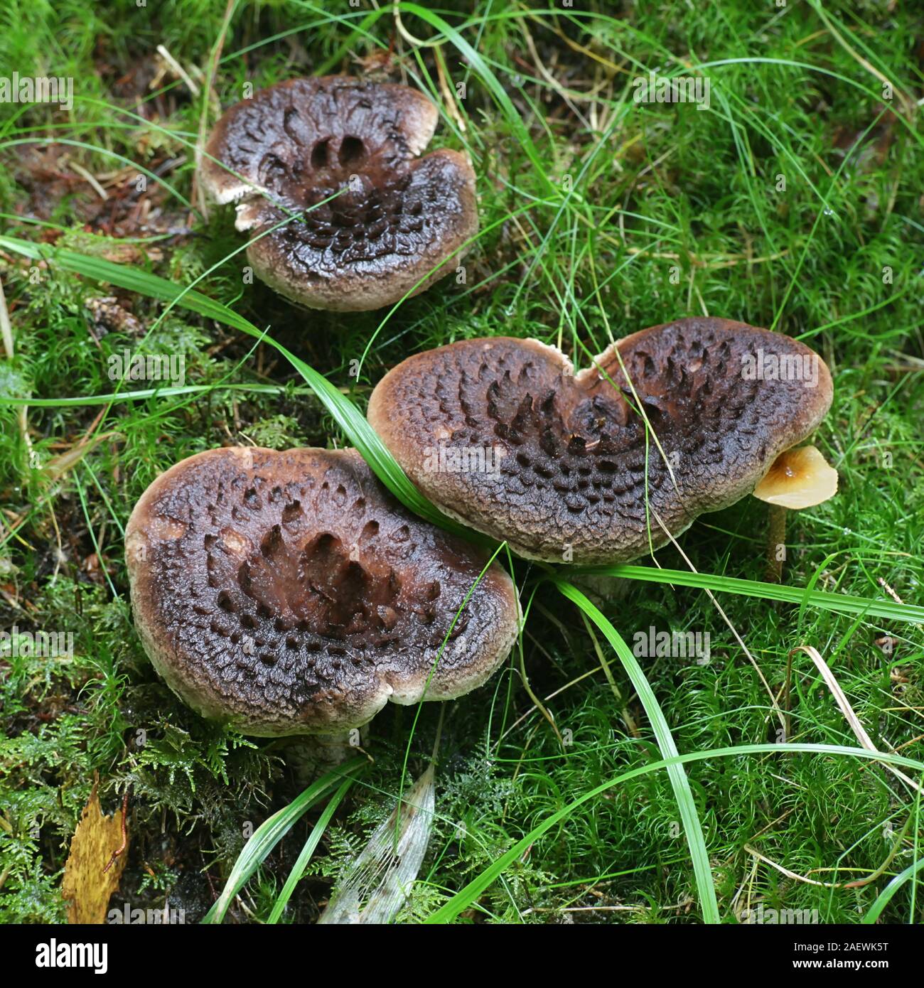 Sarcodon imbricatus, known as the shingled hedgehog, scaly hedgehog or  Scaly Tooth, a  tooth fungus from Finland Stock Photo