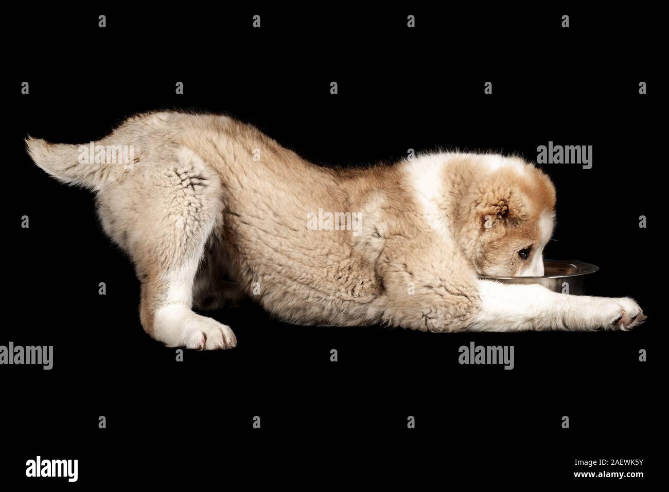 Dog eating from plate hires stock photography and images Alamy