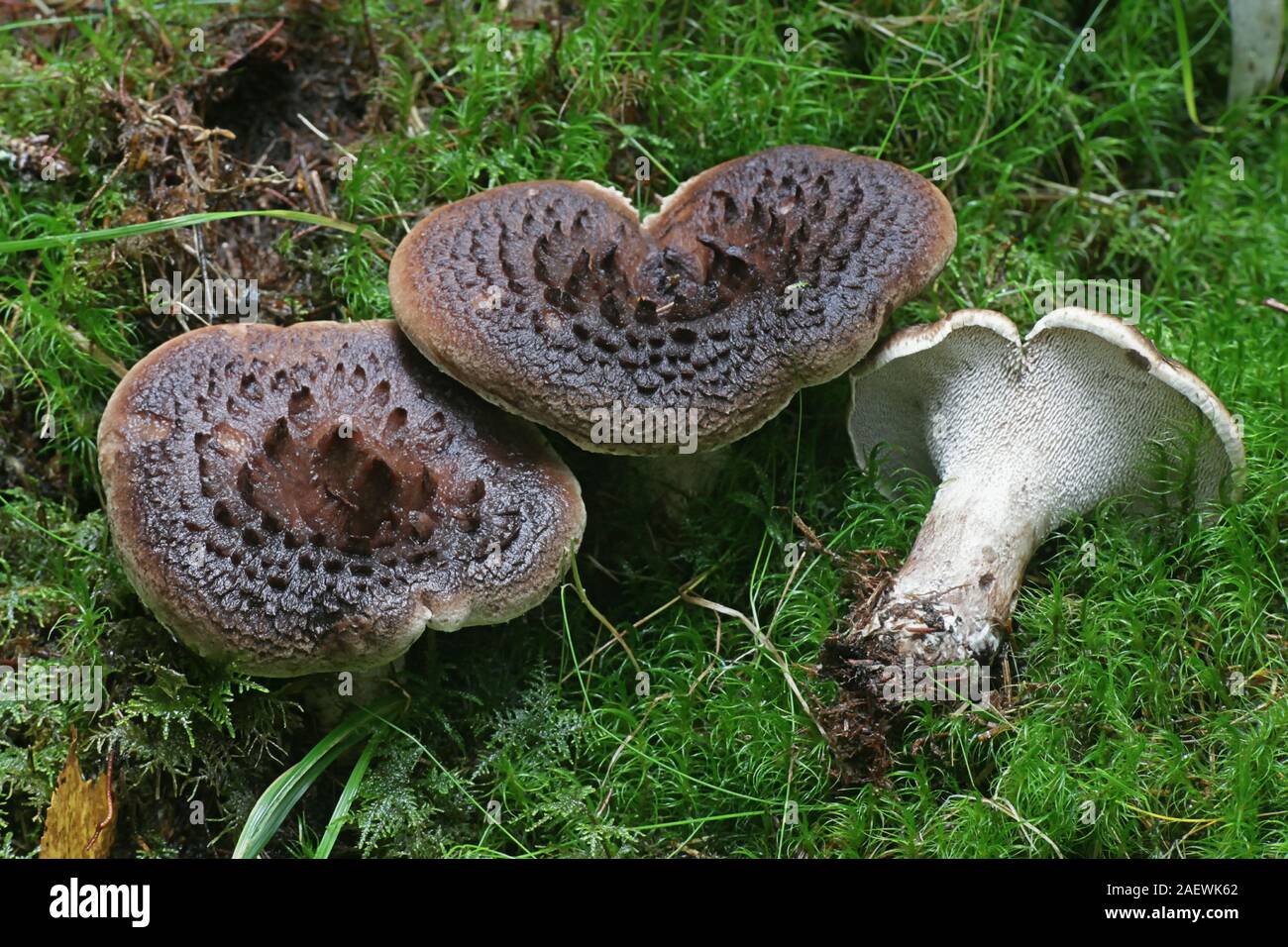 Sarcodon imbricatus, known as the shingled hedgehog, scaly hedgehog or  Scaly Tooth, a  tooth fungus from Finland Stock Photo