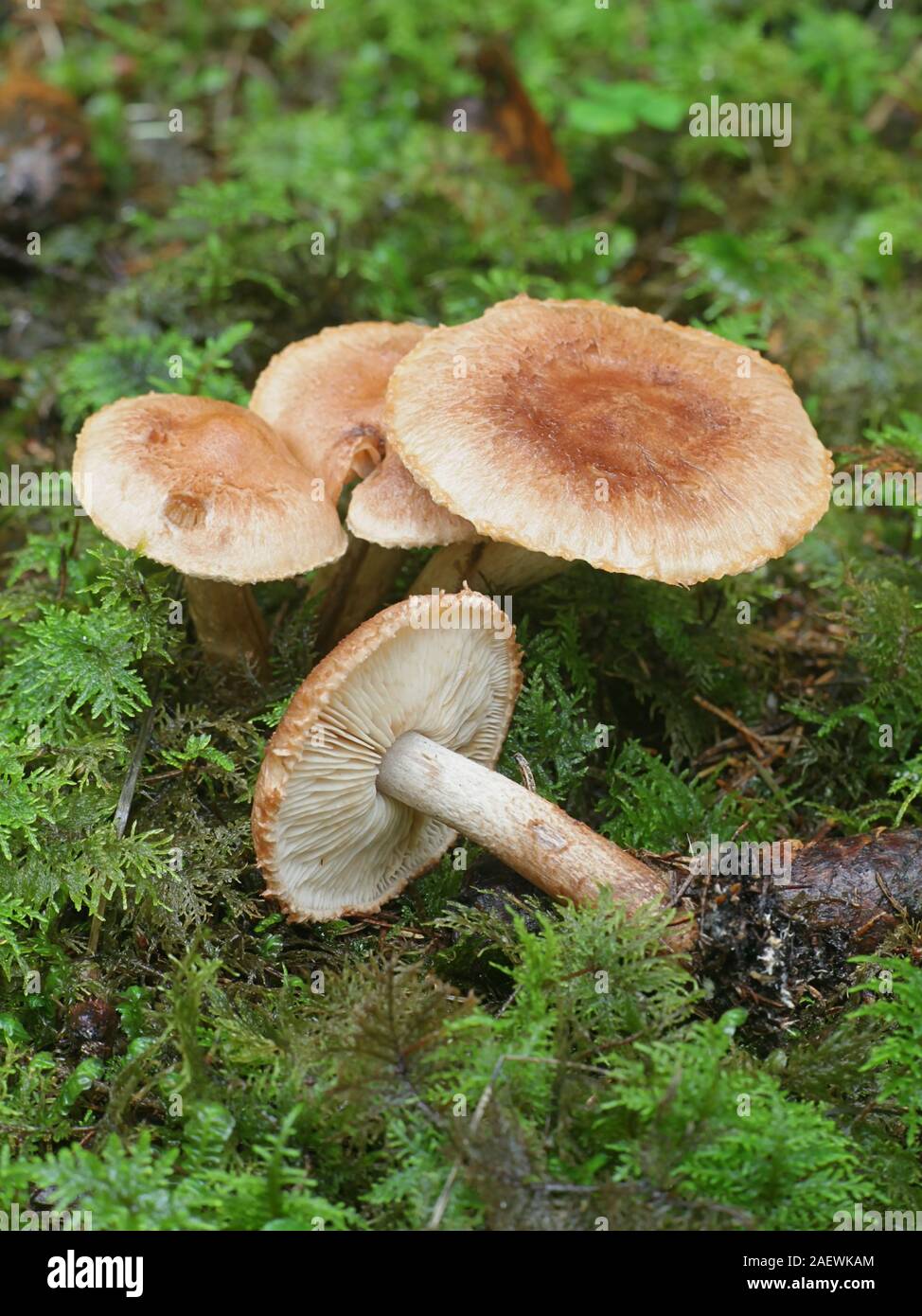 Tricholoma vaccinum, known as the russet scaly tricholoma, the scaly knight, or the fuzztop, mushrooms from Finland Stock Photo
