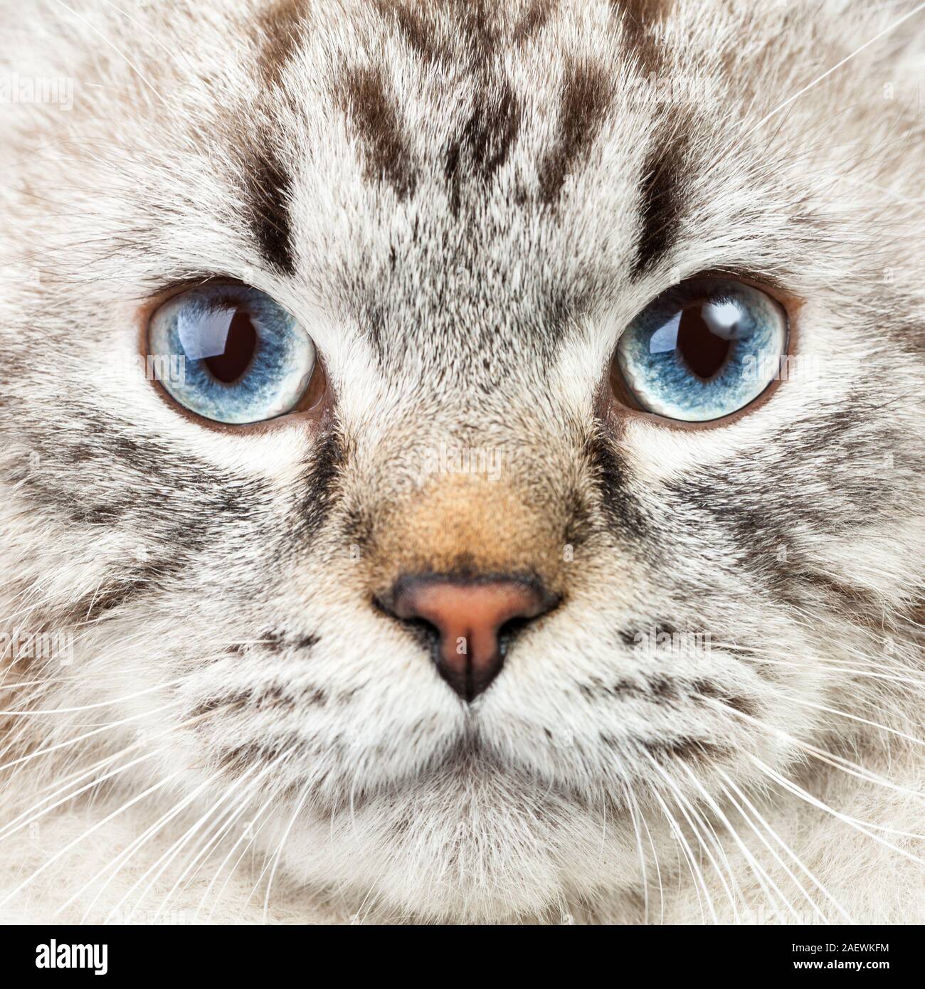 Lynx Point Cat Hi-Res Stock Photography And Images - Alamy