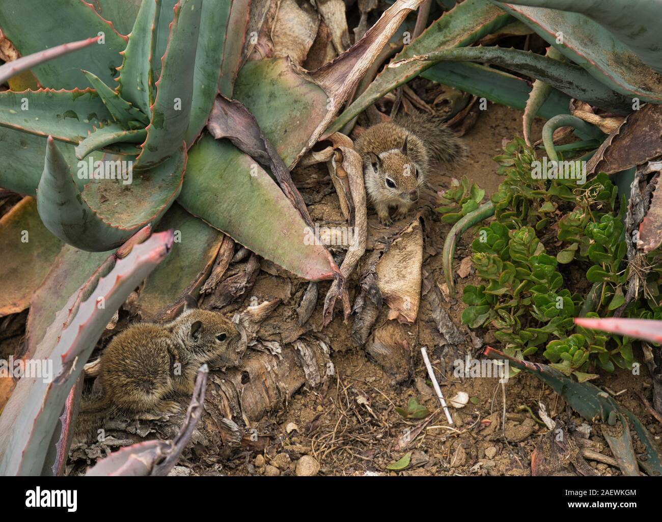 Two little squirrels hide in Bilboa Park among the cacti Stock Photo