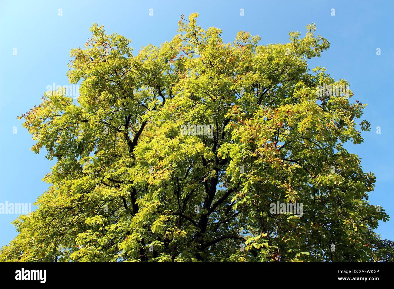 Sunny foliate tree and sky Stock Photo - Alamy