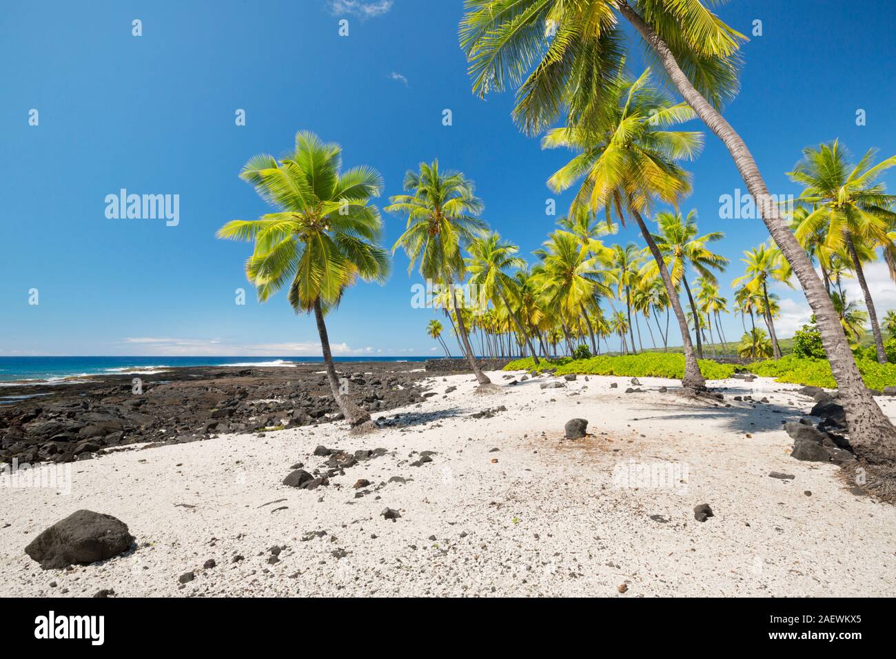 Palm trees on an idyllic beach on Big Island, Hawaii, USA. Stock Photo