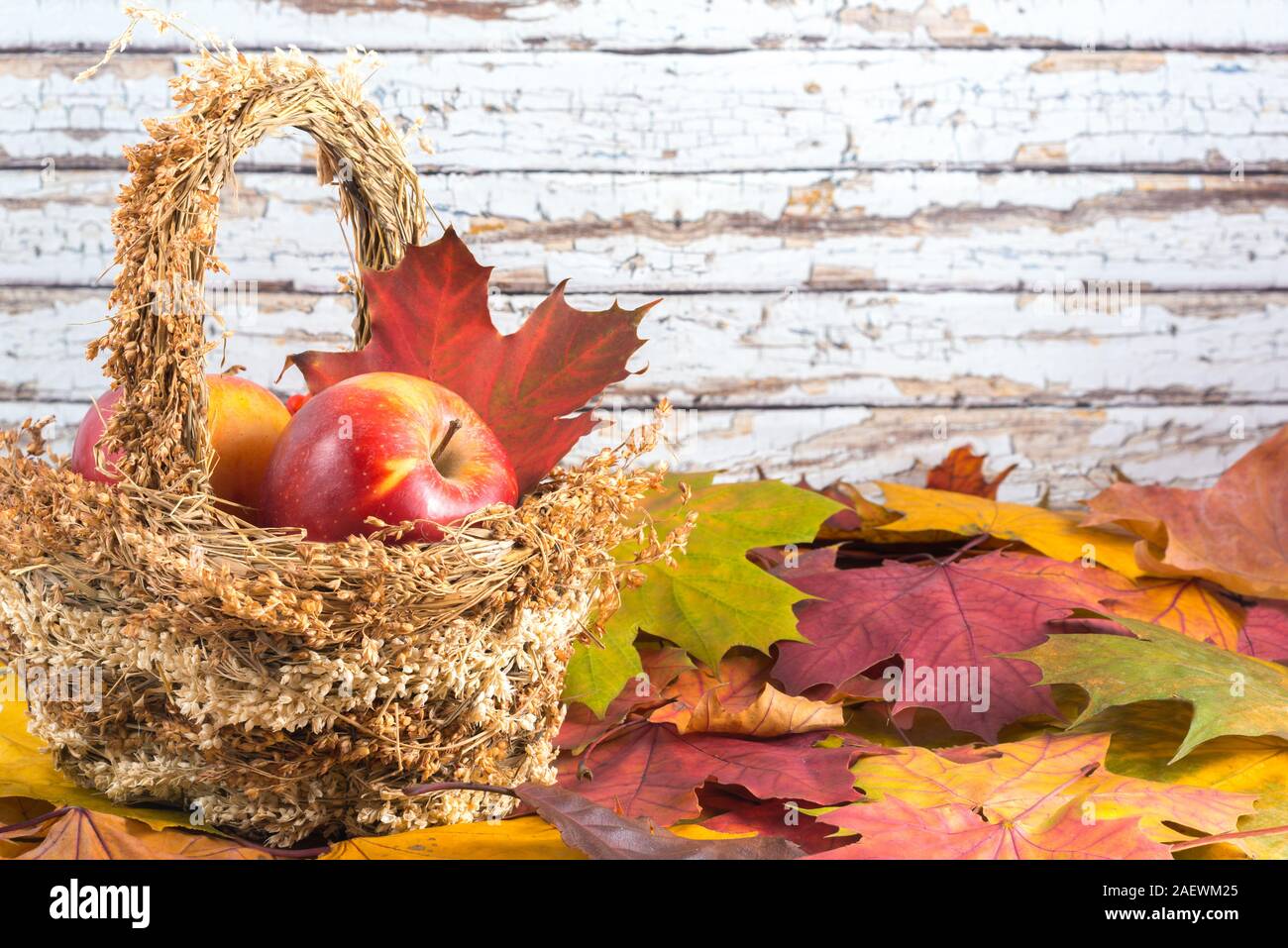Two beautiful maple leaves hi-res stock photography and images - Alamy