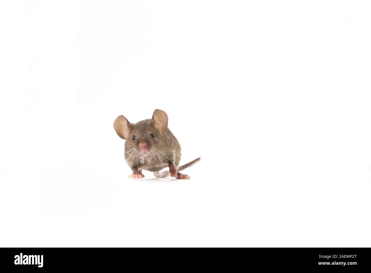 Common house mouse isolated on white background Stock Photo Alamy