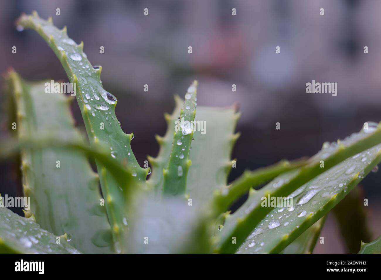 omvatten Attent vertegenwoordiger Aloe vera plant. Wet in the winter rain, the smell of soil, health, home,  and all that is good in winter Stock Photo - Alamy