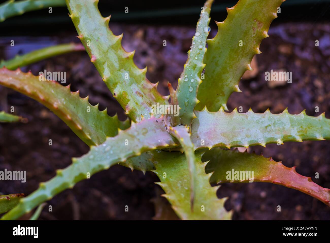 Aloe Vera With Soil Stock Photos Aloe Vera With Soil Stock