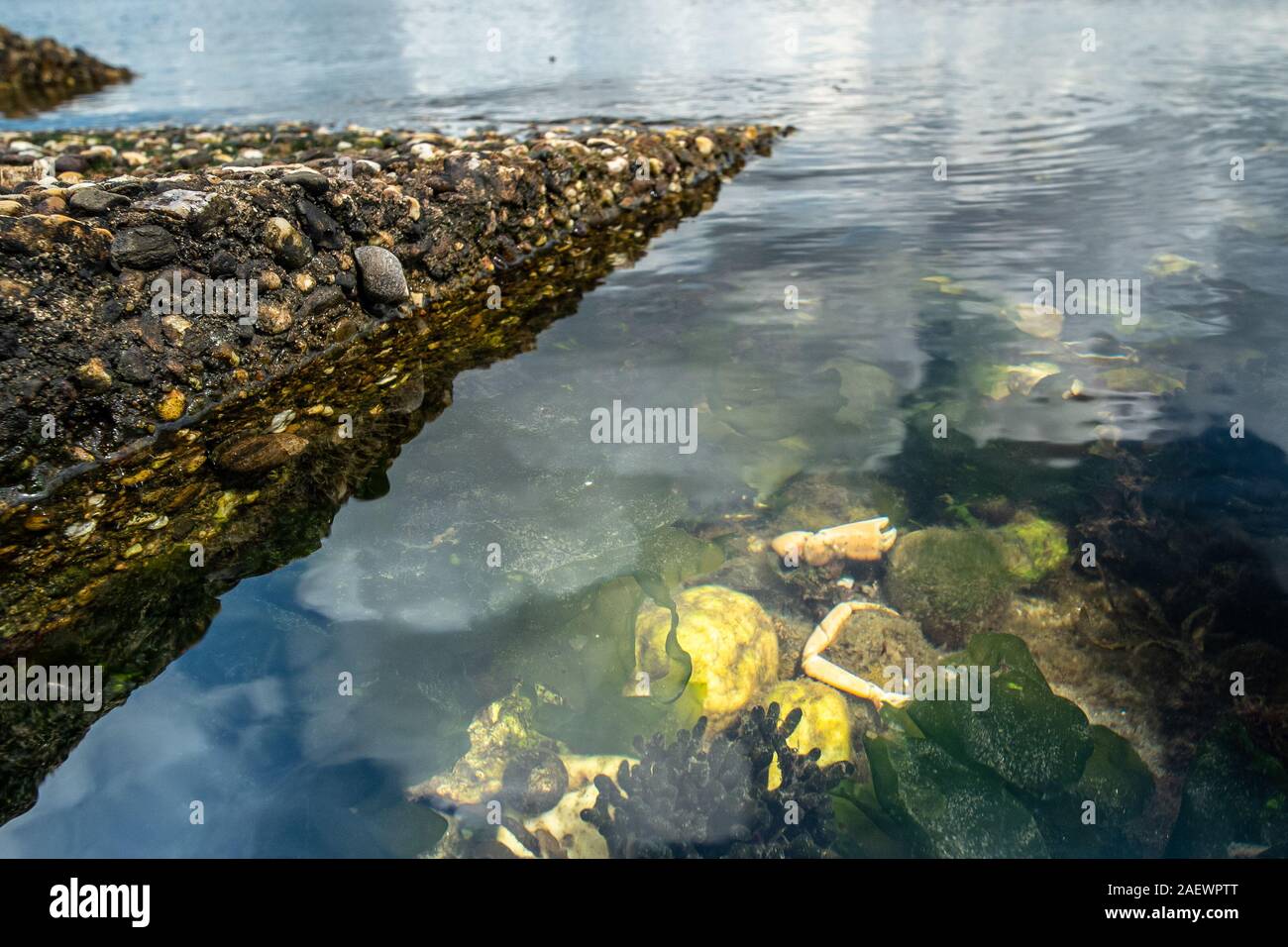 Carcass Shell Dead carcass seagull sea hi-res stock photography and images - Alamy